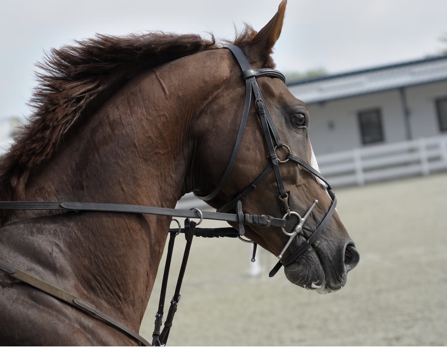 Quarter Horse Congress