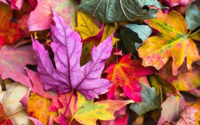 Plan Now to See Fall Foliage in Style