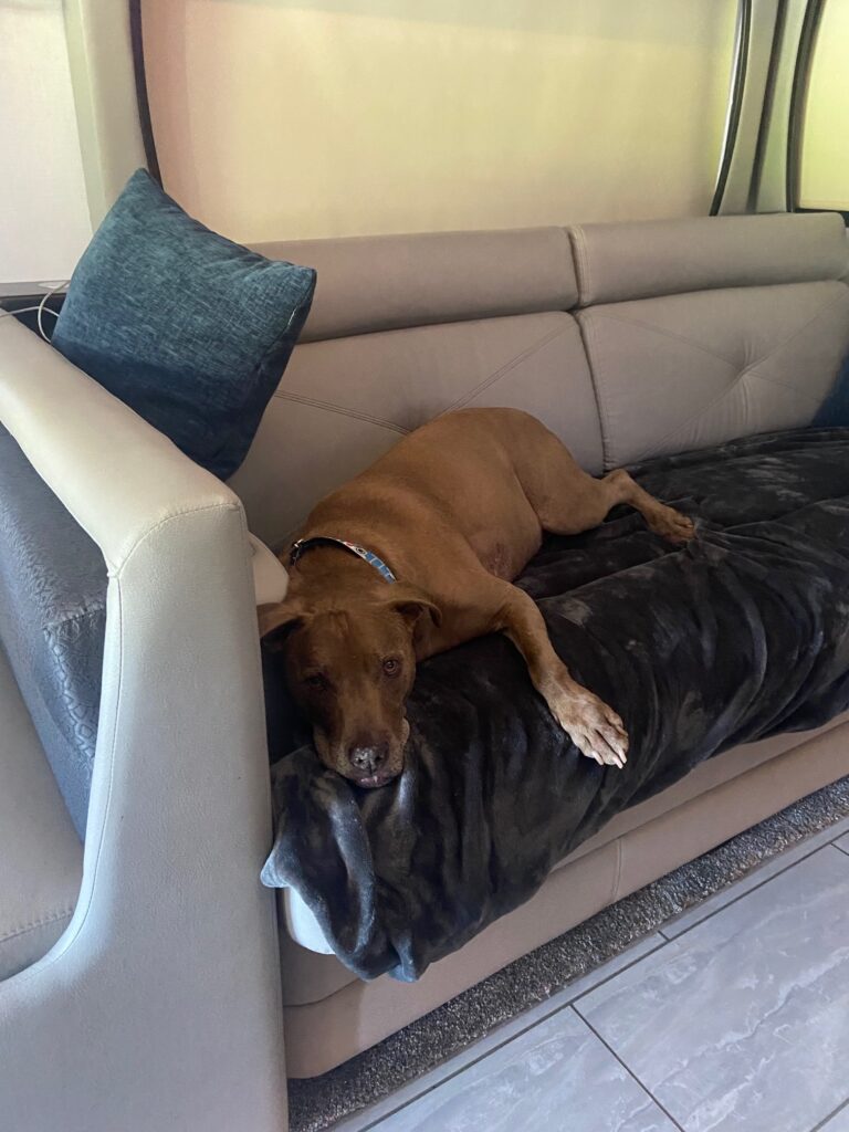 Moving in a luxury motorcoach with pets