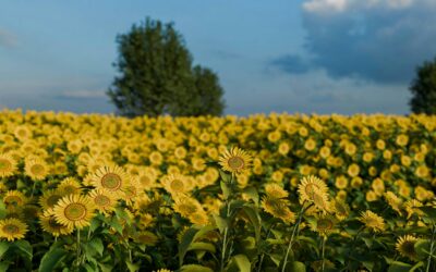 Looking for a Unique Holiday Gift? Rent a Luxury Motorcoach & Plan Your Super Bloom Adventure this Spring