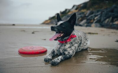 Take Your Pets with You! Charter a Luxury Motorcoach for the Ultimate Vacation or a Comfortable One-Way Trip