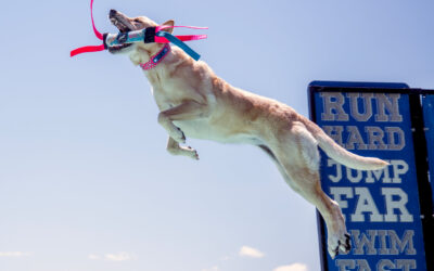 Only the Best for “Lucy”: LiTRV’s Client Charters a Luxury Motorcoach with a Private Driver to Attend a Dock Diving Competition with her Canine Teammate