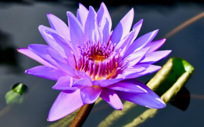 Charter a Luxury Motorcoach with a Private Driver to Visit Spectacular Botanical Gardens