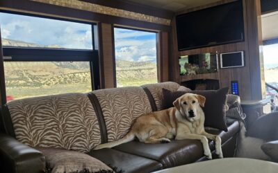 VIP Travel for Your Pet? LiTRV Makes it Easy with a Luxury Motorcoach Rental and a Private Driver
